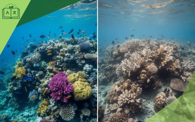 İklim Değişikliğinin Resifler Üzerindeki Etkisi